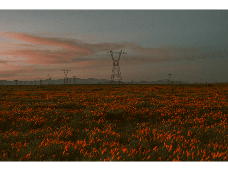 Portraits of Dusk Series