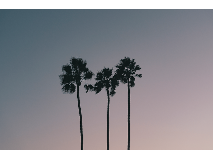 Three Palms at Dusk