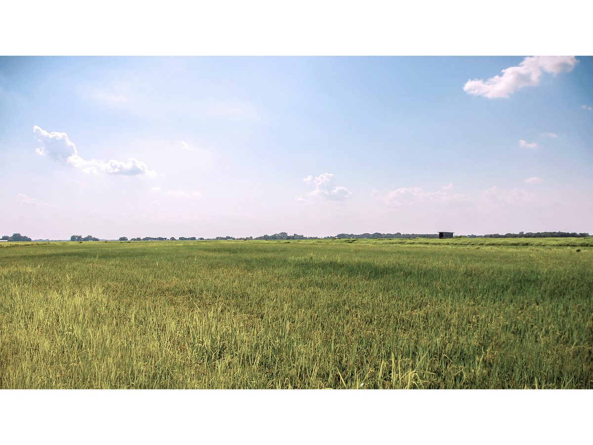 Meaux's Rice Field