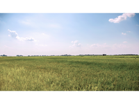 Meaux's Rice Field