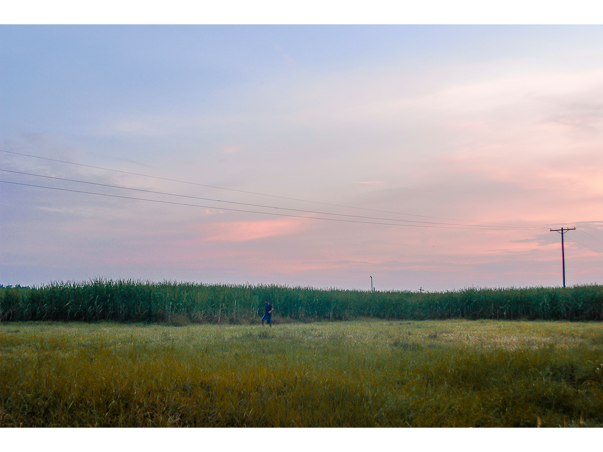 Stalking the Cane at Dusk