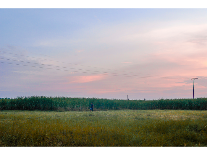 Stalking the Cane at Dusk