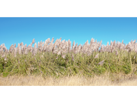 I Want to Make You Feel Free