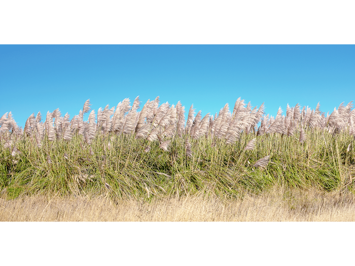 I Want to Make You Feel Free