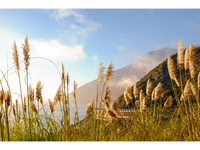 Golden State of Mind