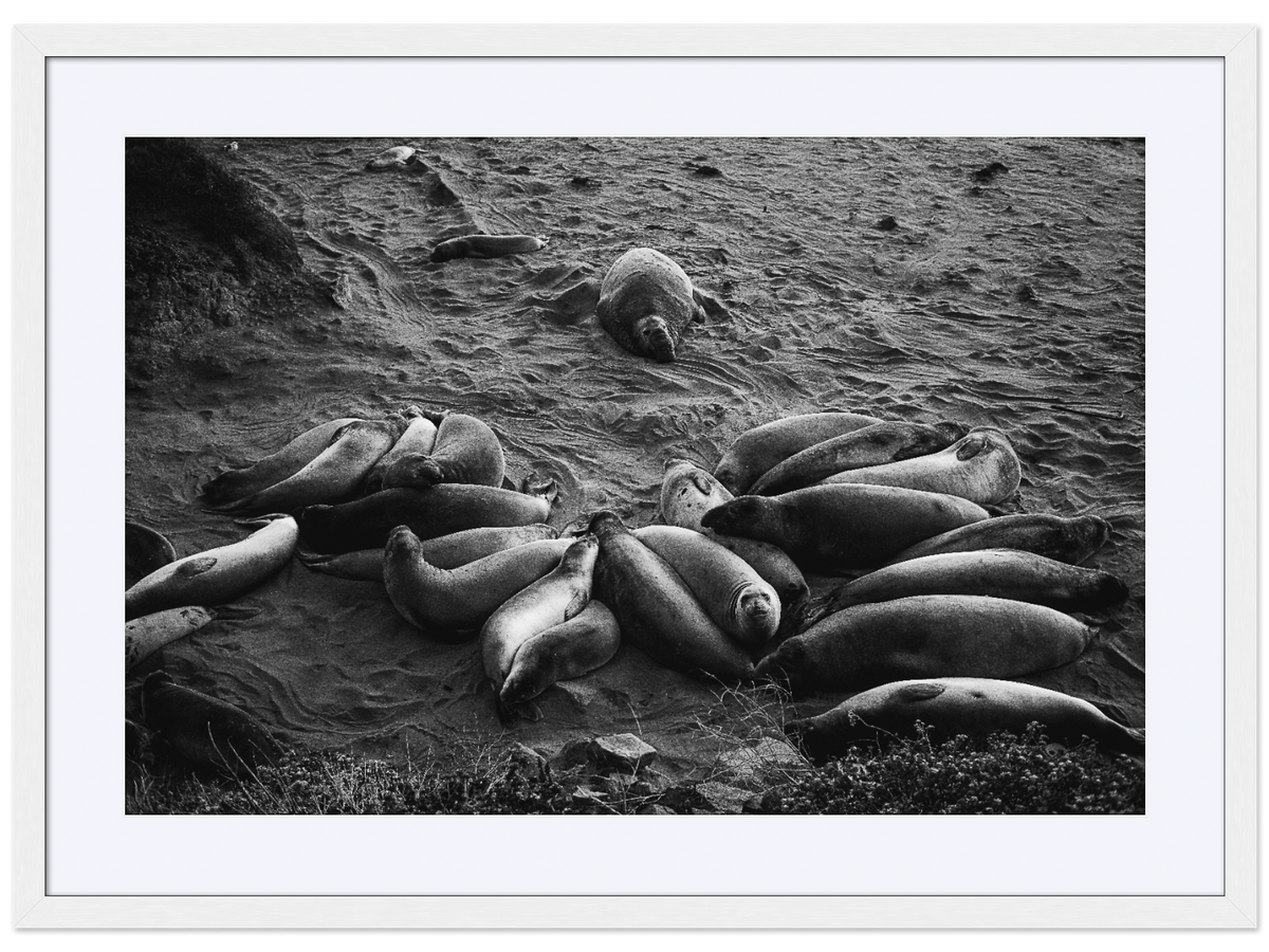 Elephant Seals