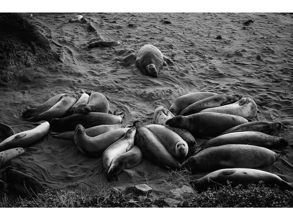 Elephant Seals