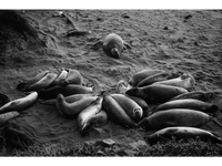 Elephant Seals