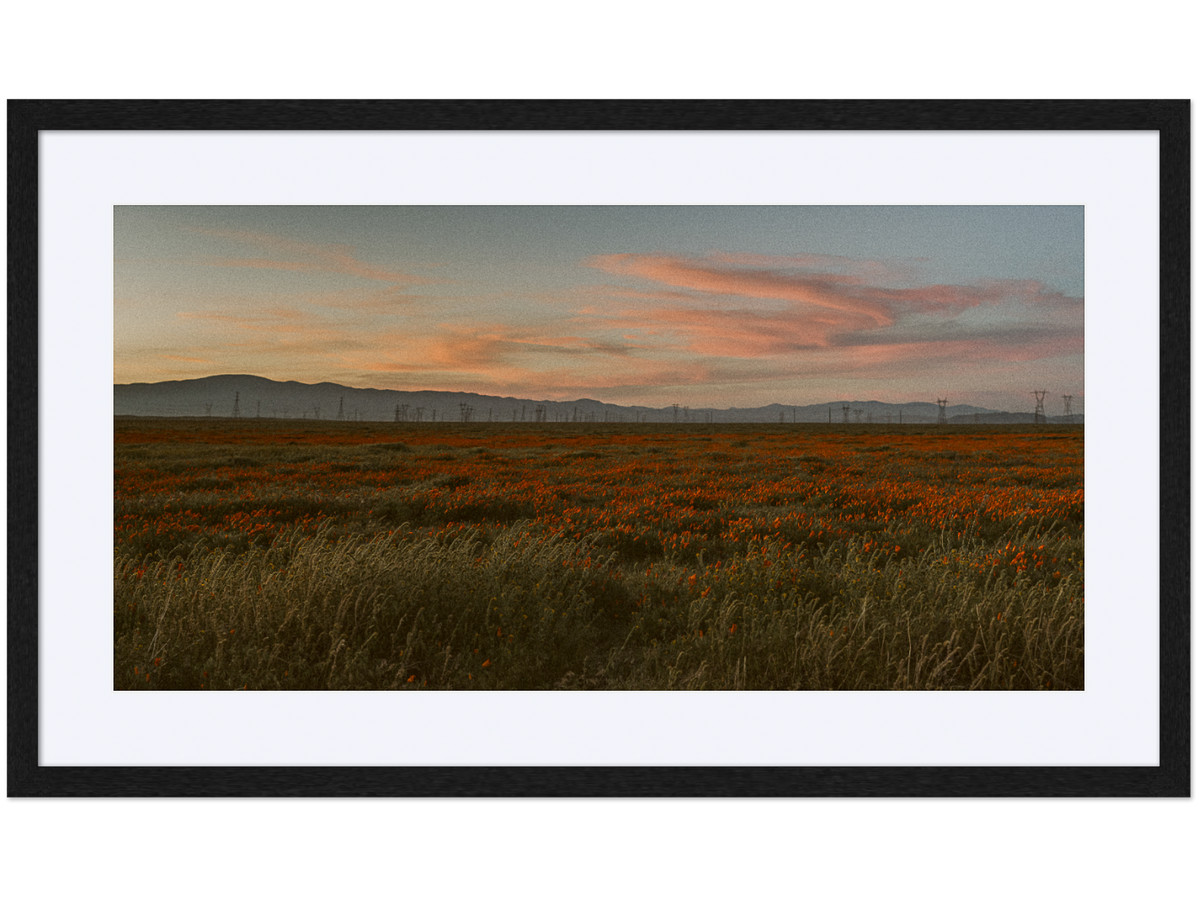 Poppy Field at Dusk 01
