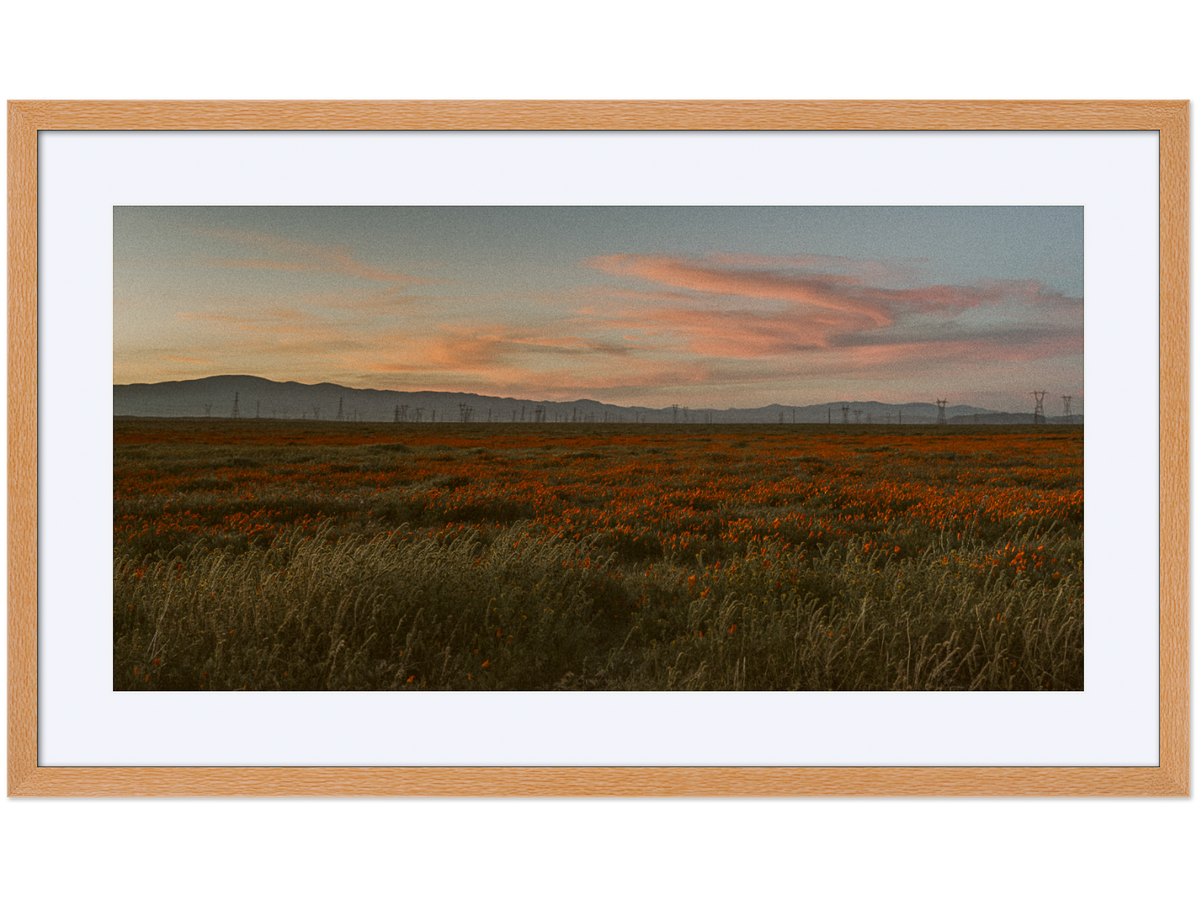 Poppy Field at Dusk 01