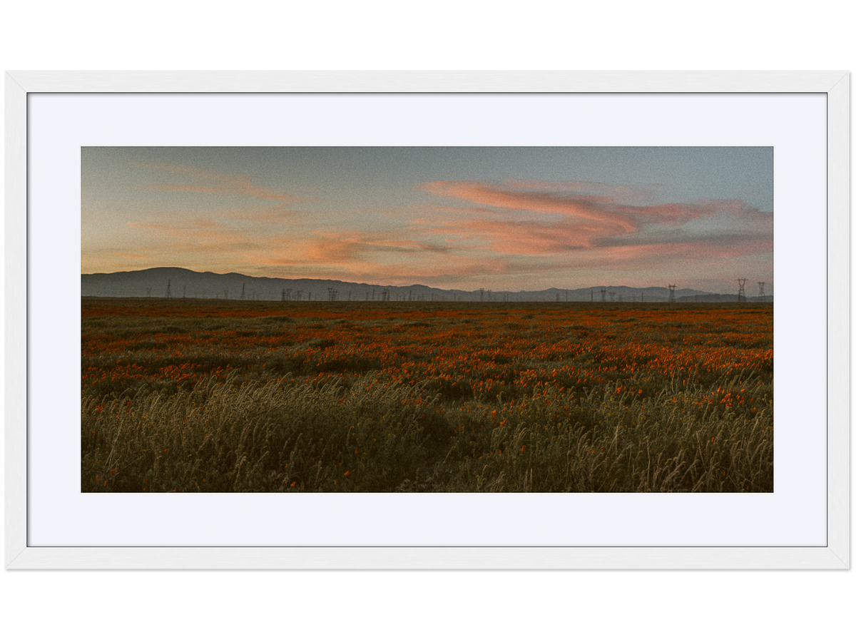 Poppy Field at Dusk 01
