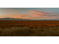 Poppy Field at Dusk 01