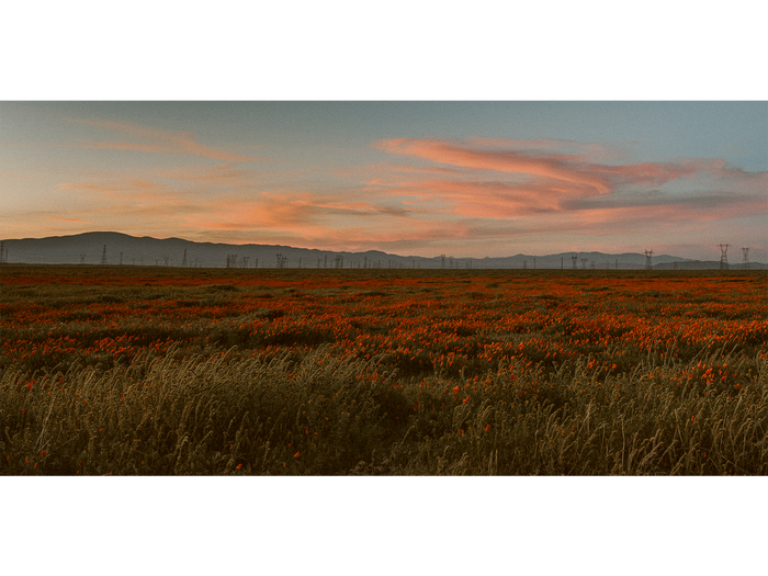 Poppy Field at Dusk 01