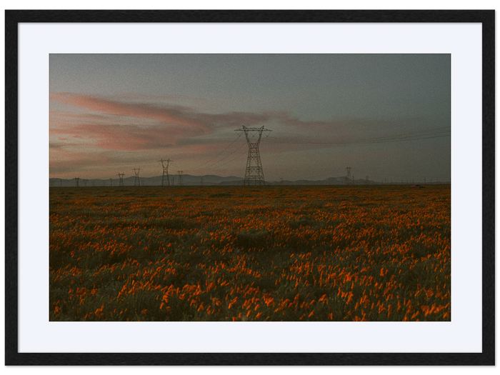 Poppy Field at Dusk 02