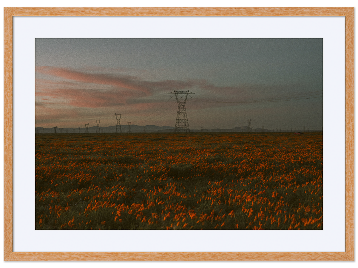 Poppy Field at Dusk 02