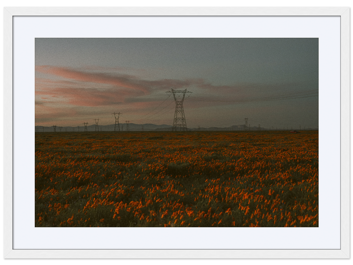 Poppy Field at Dusk 02