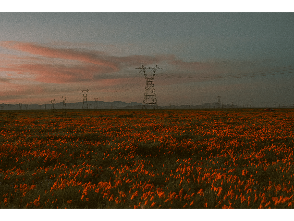 Poppy Field at Dusk 02