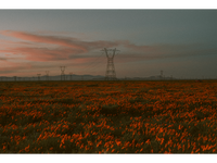 Poppy Field at Dusk 02