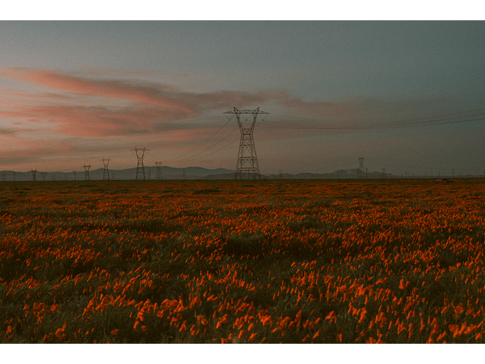 Poppy Field at Dusk 02