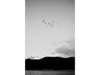 Consider Migration