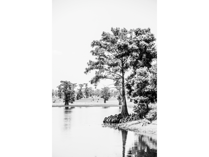 Rooted