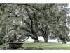 Silvermoss