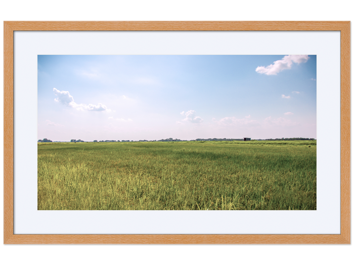 Meaux's Rice Field