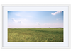 Meaux's Rice Field