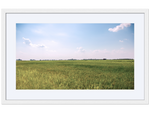 Meaux's Rice Field