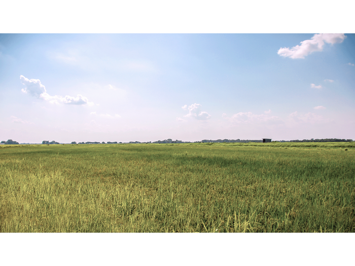 Meaux's Rice Field
