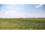 Meaux's Rice Field