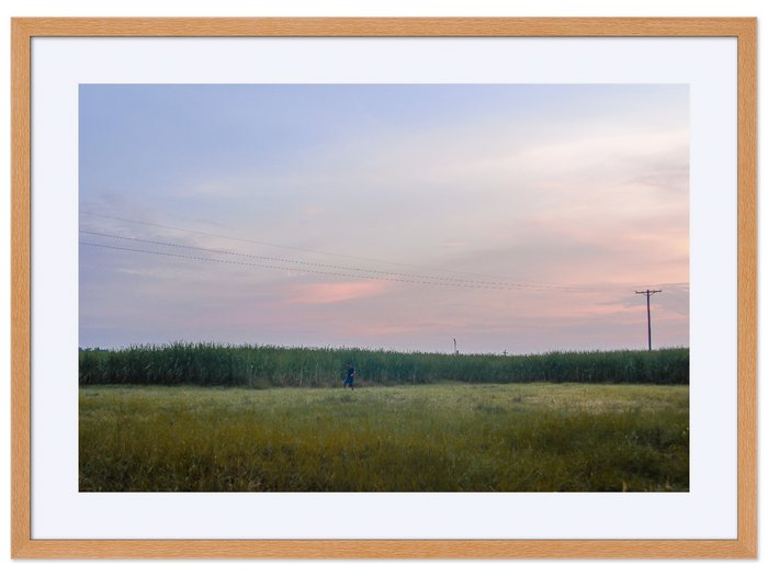 Stalking the Cane at Dusk