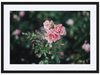 Vigeland's Roses