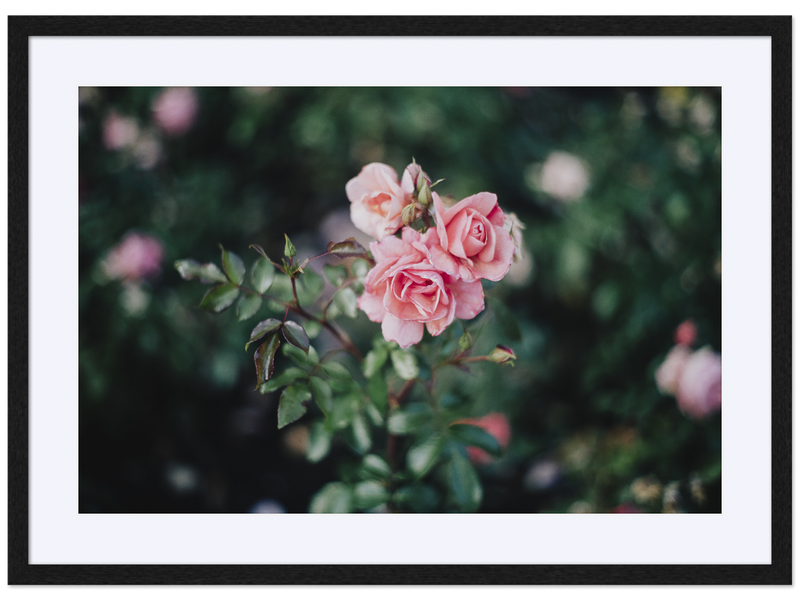 Vigeland's Roses
