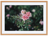 Vigeland's Roses