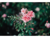 Vigeland's Roses
