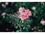 Vigeland's Roses